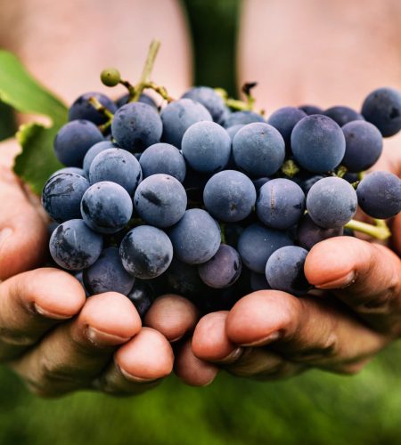 Grapes harvest